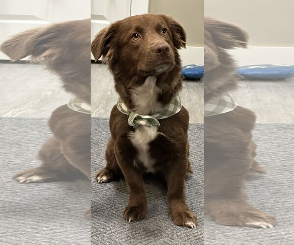 Medium Photo #1 Mutt Puppy For Sale in Emmett, ID, USA