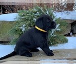 Small Photo #2 Labrador Retriever Puppy For Sale in READING, PA, USA