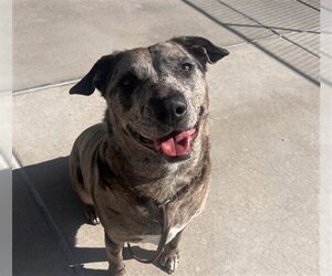 Catahoula Leopard Dog-Unknown Mix Dogs for adoption in Denver, CO, USA