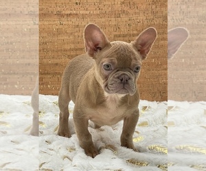 French Bulldog Puppy for sale in FOLSOM, CA, USA