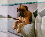Small #3 Boxer