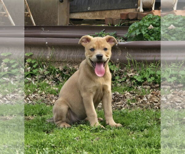 Medium Photo #5 American Pit Bull Terrier-Unknown Mix Puppy For Sale in Oakhurst, NJ, USA
