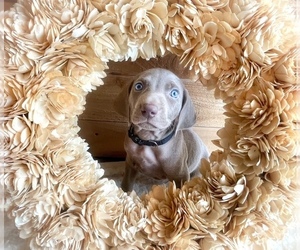 Weimaraner Puppy for Sale in LOLO, Montana USA