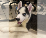 Puppy Zeus Siberian Husky