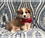 Small #11 Pembroke Welsh Corgi