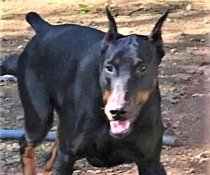 Father of the Doberman Pinscher puppies born on 12/13/2022