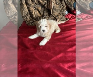 Poodle (Miniature) Puppy for sale in MERCED, CA, USA