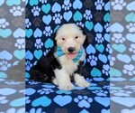 Small Photo #1 Old English Sheepdog Puppy For Sale in PORT DEPOSIT, MD, USA
