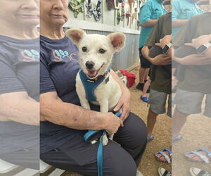 American Eskimo Dog-Unknown Mix Dogs for adoption in Rosenberg, TX, USA