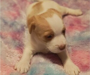 Jack Chi Litter for sale in MINNEOLA, FL, USA