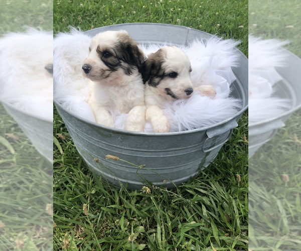 Medium Photo #6 Poodle (Standard)-Pyredoodle Mix Puppy For Sale in TRENTON, GA, USA