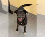 Small American Pit Bull Terrier-Labrador Retriever Mix