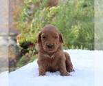 Small Photo #2 Poodle (Standard) Puppy For Sale in GAP, PA, USA