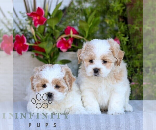 Medium Photo #2 Zuchon Puppy For Sale in GORDONVILLE, PA, USA