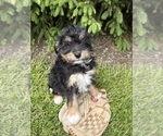 Small #4 Bernedoodle