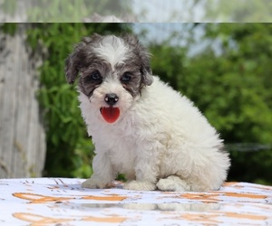 Poodle (Toy) Puppy for Sale in DYERSBURG, Tennessee USA