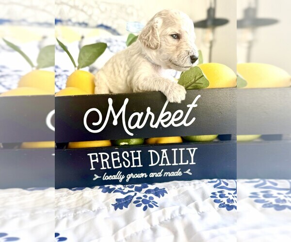 Medium Photo #1 Goldendoodle Puppy For Sale in BUDA, TX, USA
