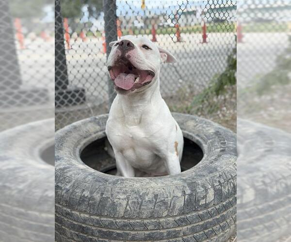 Medium Photo #2 American Pit Bull Terrier Puppy For Sale in West Valley, UT, USA