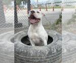 Small #1 American Pit Bull Terrier