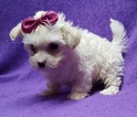 Small Photo #3 Coton de Tulear Puppy For Sale in BUFFALO, MO, USA
