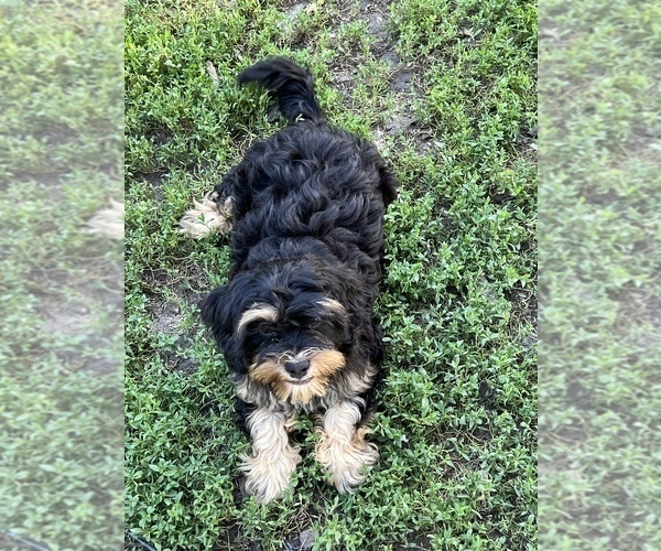 Medium Photo #5 Shih-Poo Puppy For Sale in LANCASTER, MO, USA