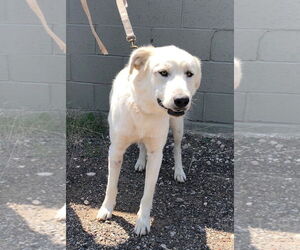 Great Pyrenees-Unknown Mix Dogs for adoption in Amarillo, TX, USA