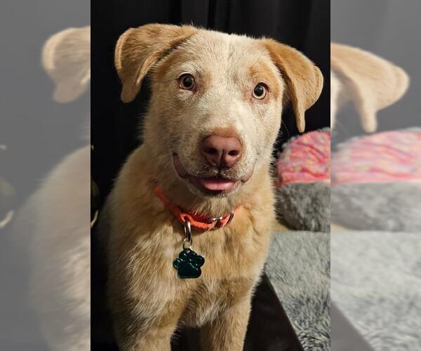 Medium Photo #1 Mutt Puppy For Sale in Petaluma, CA, USA