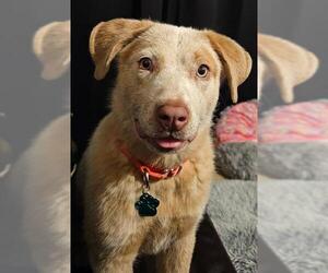 Mutt Dogs for adoption in Petaluma, CA, USA