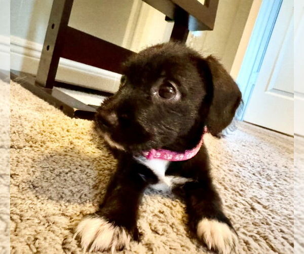 Medium Photo #15 Pembroke Welsh Corgi-Unknown Mix Puppy For Sale in Houston, TX, USA