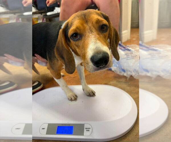 Medium Photo #1 Beagle Puppy For Sale in Bolivar, MO, USA
