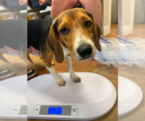 Beagle Dogs for adoption in Bolivar, MO, USA