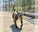 Small #1 American Staffordshire Terrier Mix