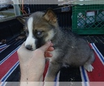 Small #1 Siberian Husky