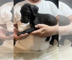 Small #1 Great Dane