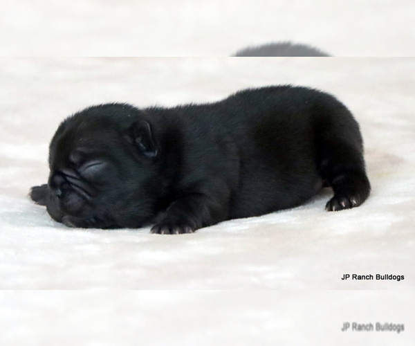 Medium Photo #2 French Bulldog Puppy For Sale in WINNSBORO, TX, USA