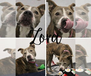 American Staffordshire Terrier Dogs for adoption in Pierceton , IN, USA