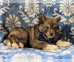 Small Photo #5 Pomsky Puppy For Sale in PEACH BOTTOM, PA, USA