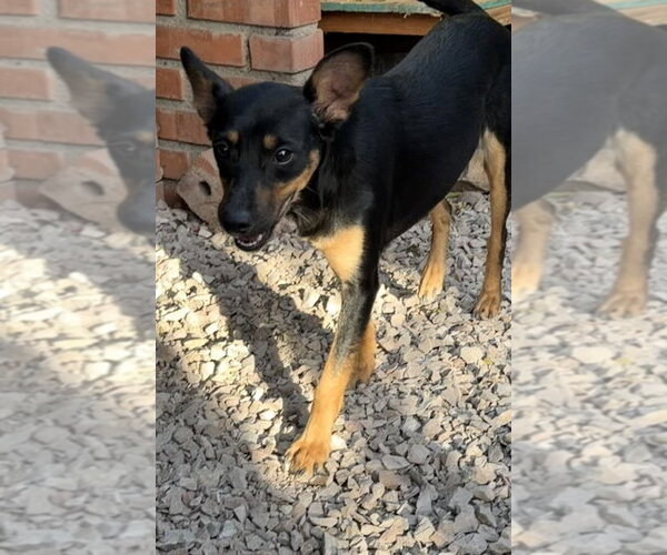 Medium Photo #9 Miniature Pinscher-Unknown Mix Puppy For Sale in San Diego, CA, USA