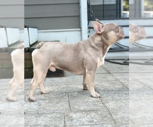Father of the Faux Frenchbo Bulldog puppies born on 04/30/2025