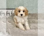 Small #3 Cavapoo