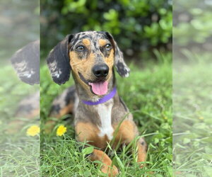 Dachshund Dogs for adoption in PIPE CREEK, TX, USA