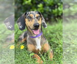 Small Dachshund