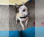 Small #8 Chihuahua Mix