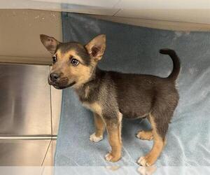 German Shepherd Dog Dogs for adoption in HESPERIA, CA, USA