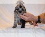 Small #14 Poodle (Toy)