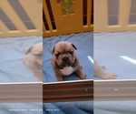 Small Photo #2 French Bulldog-Olde English Bulldogge Mix Puppy For Sale in WAYNE, MI, USA