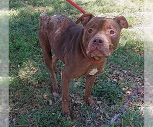 American Staffordshire Terrier Dogs for adoption in Fort Lauderdale, FL, USA