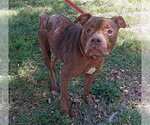Small American Staffordshire Terrier