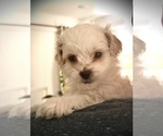 Puppy Ivory ShihPoo