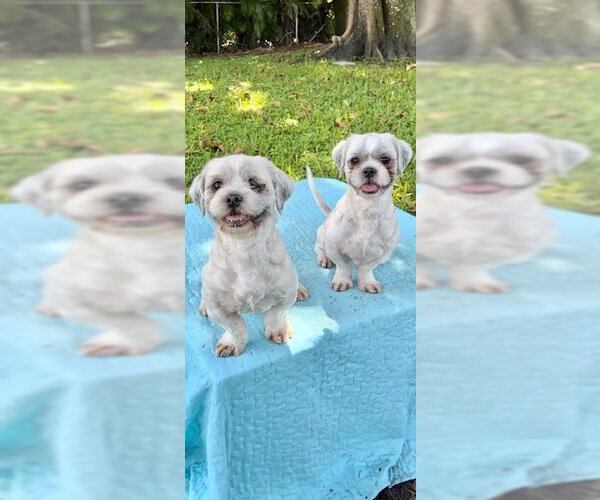 Medium Photo #1 Shih Tzu Puppy For Sale in Weston, FL, USA